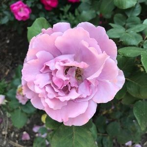 Save big with bundles! 20% off! Free gift over $15